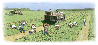 Agricultura moderna o intensiva